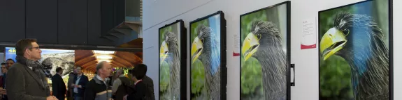 Sharp digital sign display featuring images of a bird