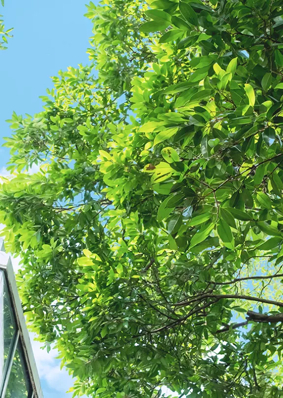 Trees growing next to an office building 